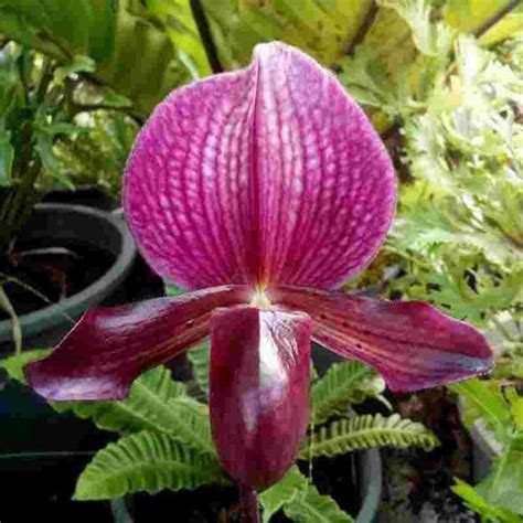 Paph. Maudiae X Charlesworthii – EXOTICA ORCHIDS