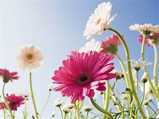 Flowers Desktop Wallpapers by Flower Background Wallpaper Desktop Wallpapers Flowers Desktop Wallpapers