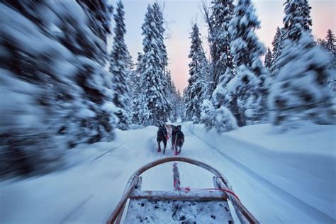 15km runing trip - Reviews, Photos - Bearhill Husky - Tripadvisor