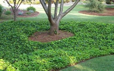 Buy Classy Groundcovers - Hedera helix 'English' {50 Bare Root Plants ...