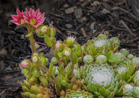 Hens and Chicks Plant Care - How to Grow Sempervivum