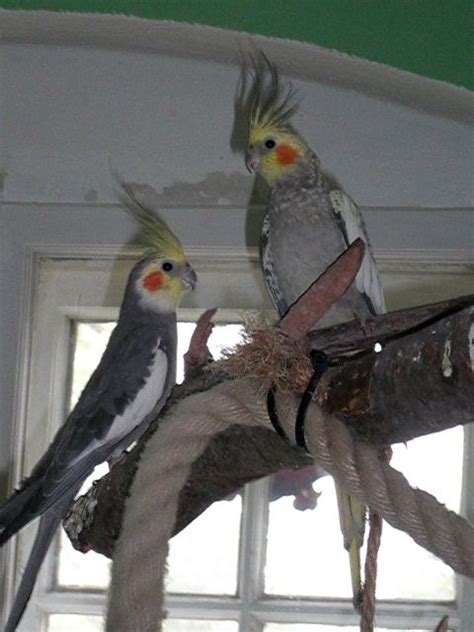 Voegel Kleinanzeigen | Voegel Annoncen | Voegel Inserate | Voegel ...