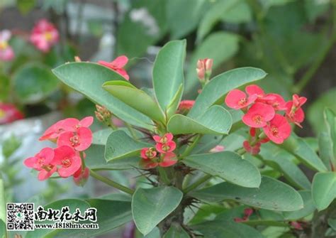 【七月花历】花繁叶茂的仲夏，美好正在发生…… | 深圳活动网