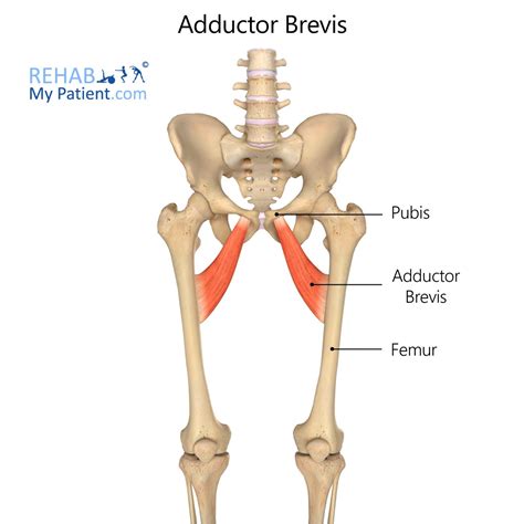 Adductor Brevis Origin And Insertion Adductor Longus Muscle Anatomy
