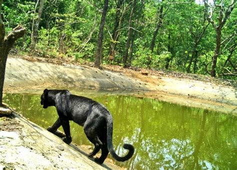 Rare Sighting – Black Panther In Karnataka Spotted Roaming In The ...