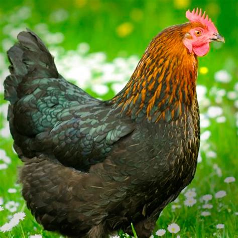 French Black Copper Marans Chicks For Sale - Order Now!