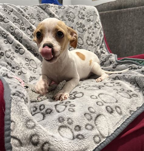 Whatcom Humane Society in Bellingham, WA