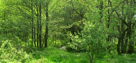 Assam Shocker! Woman Kills Husband, Mother-In-Law, Dumps Their Chopped ...
