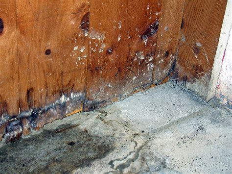 Basement Waterproofing Tips to Prevent Mold