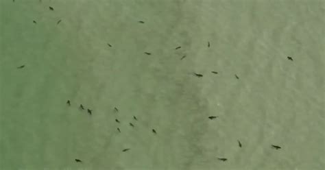 Captan 50 tiburones nadando en las costas de Florida y alertan a los ...