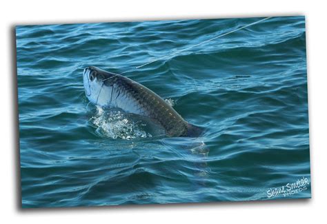 Fly Fish Boca Grande - All You Need to Know BEFORE You Go