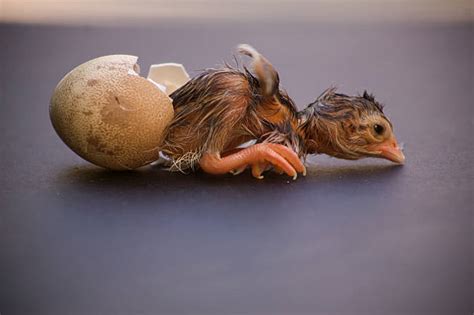 Amazing Modern Chick Hatching 的图像结果