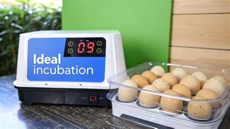 Duck Egg Incubation Temperature Guide For Breeding Success - Hatching Eggs