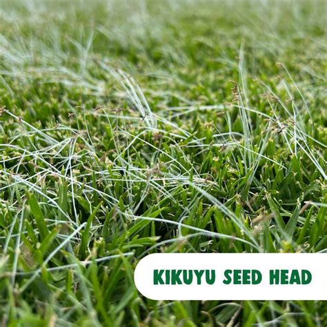 Grass Seed Lawn Kikuyu at Marilyn Robinson blog