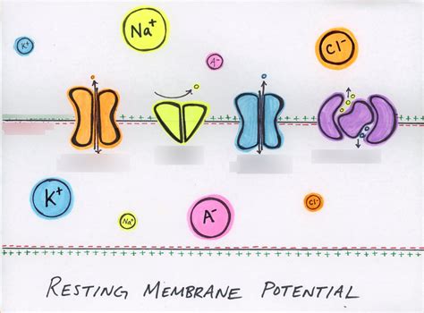 Image result for Muscle Resting Membrane Potential
