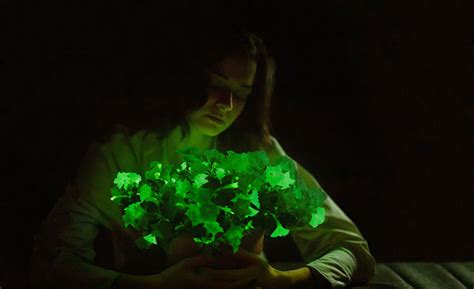 Light Bio Launches Bioluminescent Firefly Petunias in the U.S