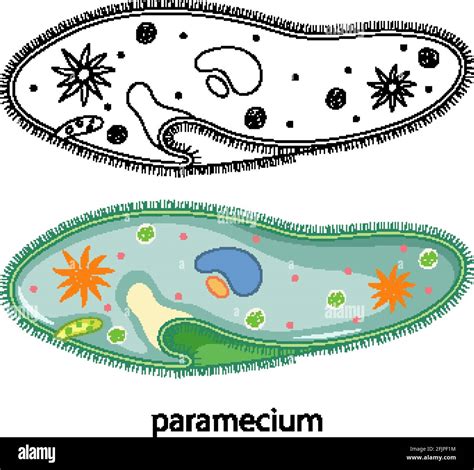 Paramecium Under Microscope