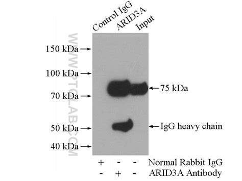 ARID3A antibody (14068-1-AP) | Proteintech