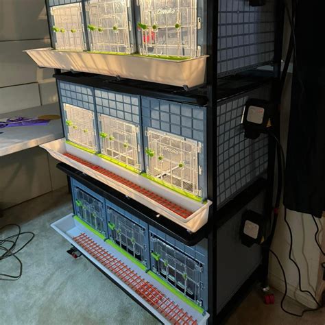 Image result for How to Brooder Quail Chicks