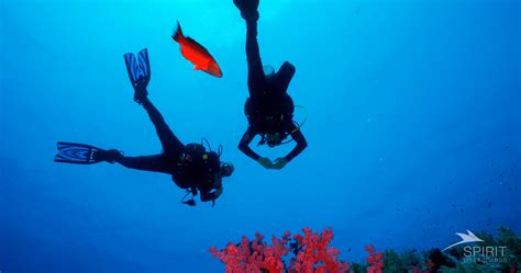 What is Dive Accident Insurance for Scuba Divers? - Spirit Liveaboards