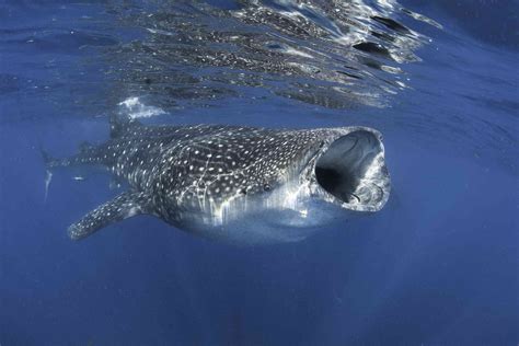 Whale Shark