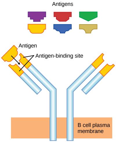 Image result for Understanding How Adaptive Immunity Works