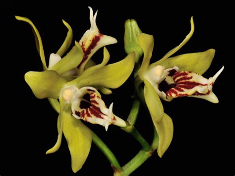 orchids-of-sikkim-himalayas