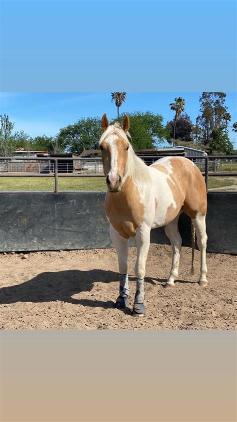 Palomino Paint Horse Rare at Annabelle Wang blog