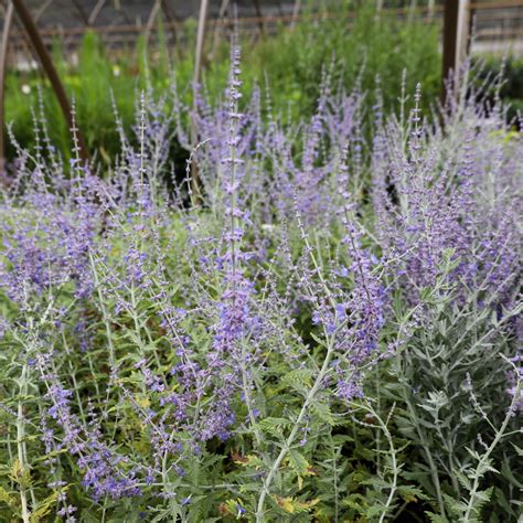 Buy Russian Sage Plants Online | Garden Goods Direct