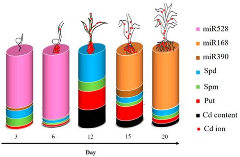 Response to Cadmium Toxicity: Orchestration of Polyamines and microRNAs ...