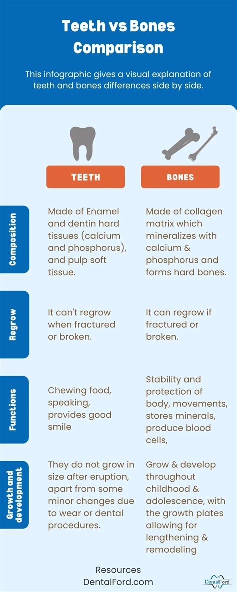 Are Teeth Bones? Shocking Difference between Teeth and Bones