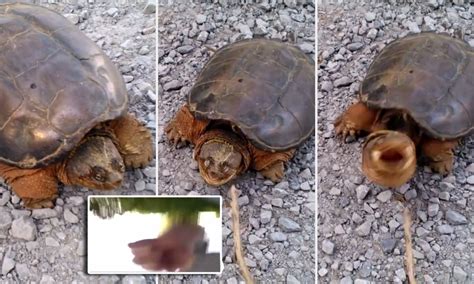 Snapping Turtle Attack 的图像结果