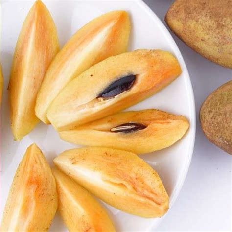 No: 1 Tropical Fruit Plant Nursery in Asia | Homegrown Biotech