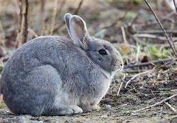 Image result for Cute White Bunny Rabbits