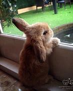 Image result for Shorthaired Rabbits