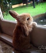 Image result for Raising Rabbits Colony Style