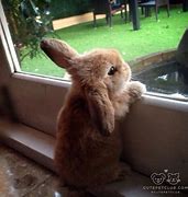 Image result for Baby Animals Bunny