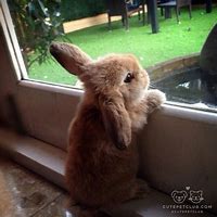 Image result for Humorous Rabbits