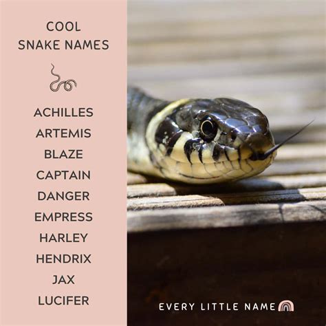 300+ Best Snake Names (Cute, Cool, and Hiss-terical) - Every Little Name