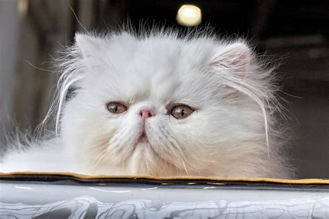 How Much Does A Persian Cat Cost? (And Why They're Worth It)