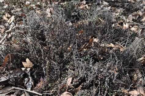 What Zone Does Creeping Thyme Grow In at Lorenzo Marrs blog