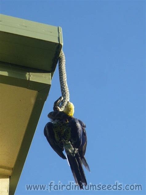 Python Eats Eagle 的图像结果