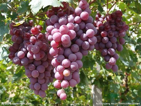 葡萄正當季，這些葡萄品種你知道幾種，那種才好吃？ - 每日頭條