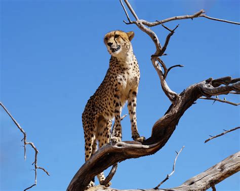Namibia: 10 Tage Safari-Abenteuer