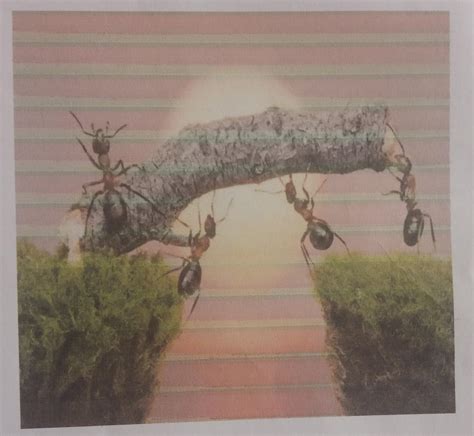 Give a suitable title and explain this picture in your own words ...