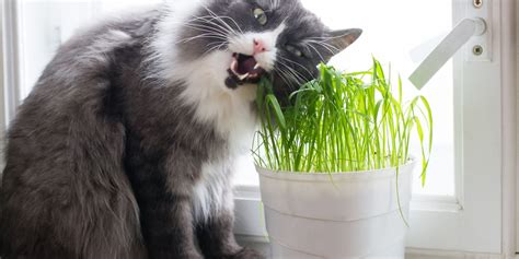 Can Cats Eat Wheatgrass