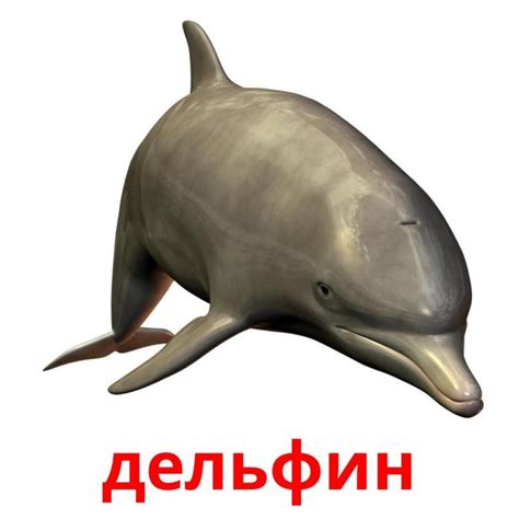 29 карточек Морские животные для детей на русском (PDF файлы ...