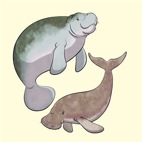 Dugong Vs Manatee
