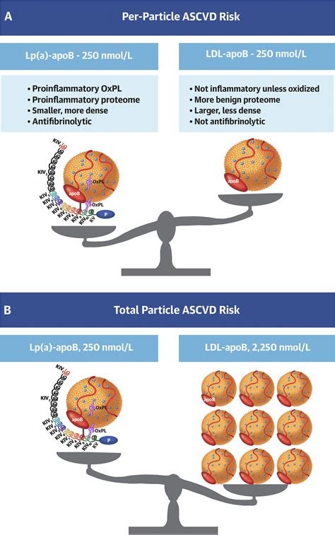 Particle Number and Characteristics of Lipoprotein(a), LDL, and apoB ...