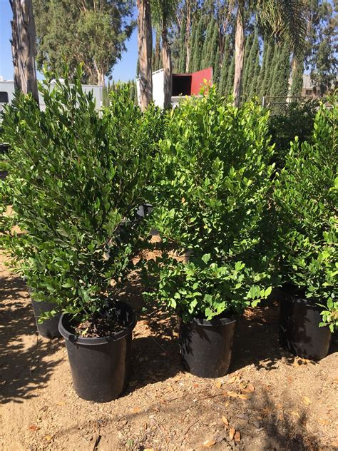 Prunus caroliniana - Carolina Cherry Laurel - Bonilla Nurseries